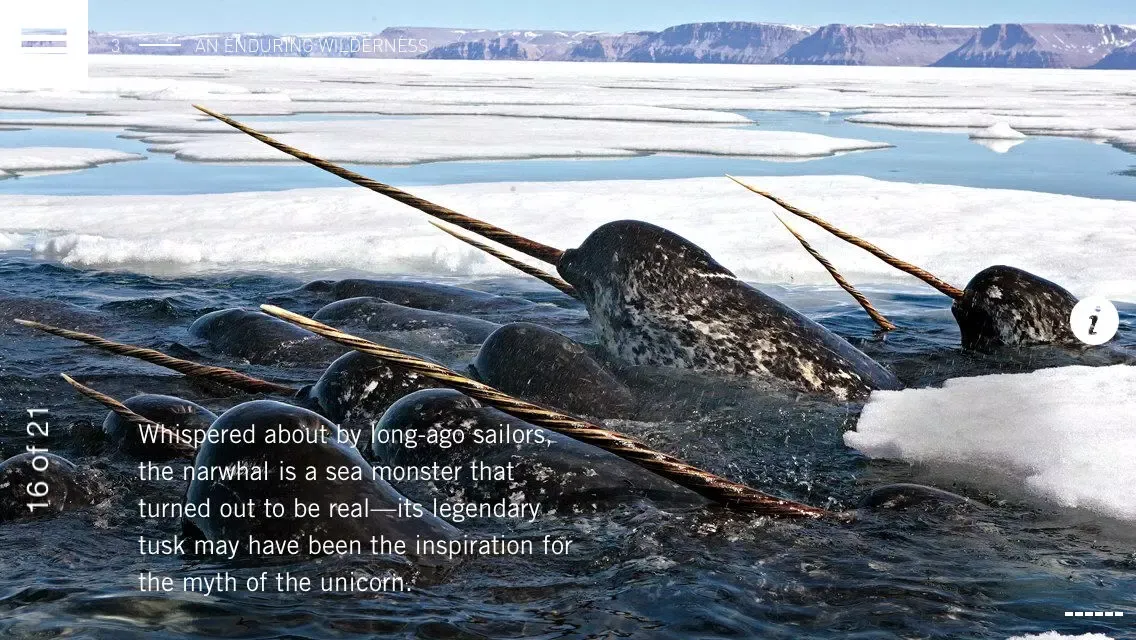 Capturas de tela do Wild Canada