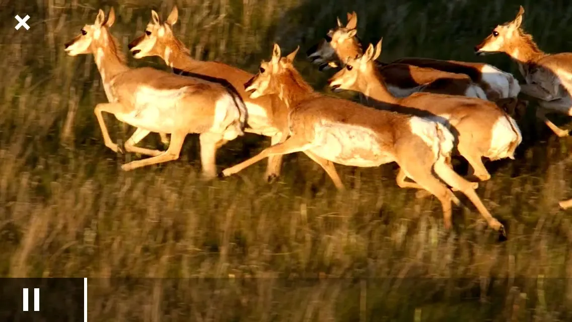 Capturas de tela do Wild Canada