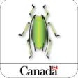 Cereal Aphid Manager