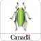 Cereal Aphid Manager