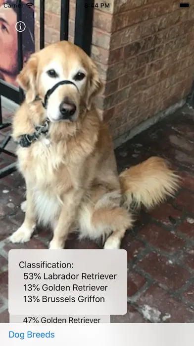 Captures d'écran de Dog Breed Camera
