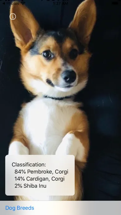 Captures d'écran de Dog Breed Camera