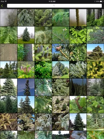 Vancouver Trees iPad 應用截圖