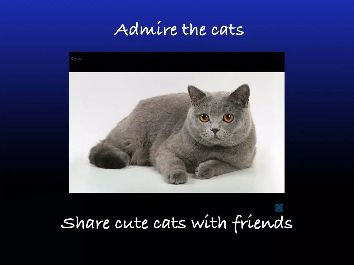 Capturas de tela do Pretty cats iPad 
