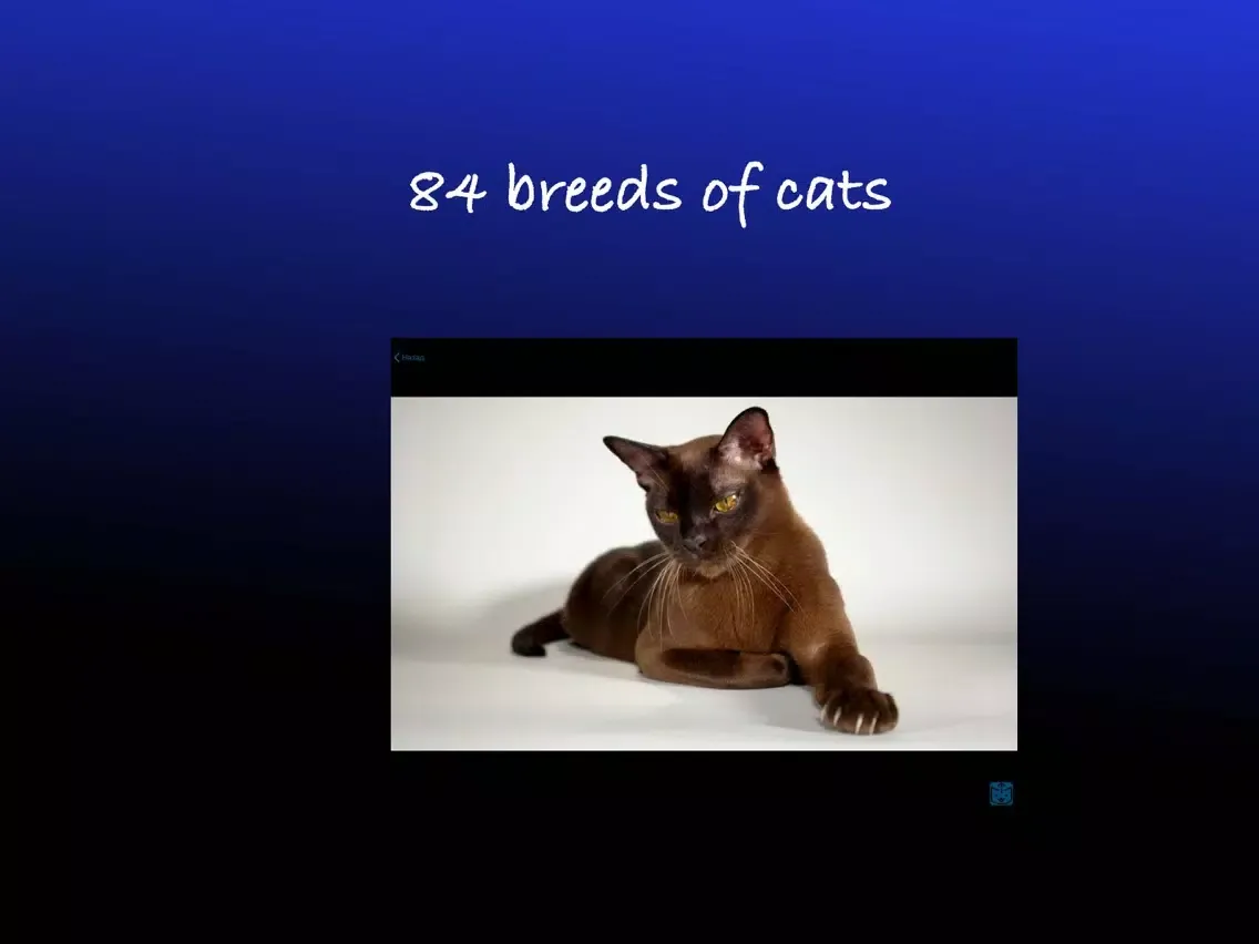 Capturas de tela do Pretty cats iPad 