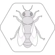 Bienenpfad