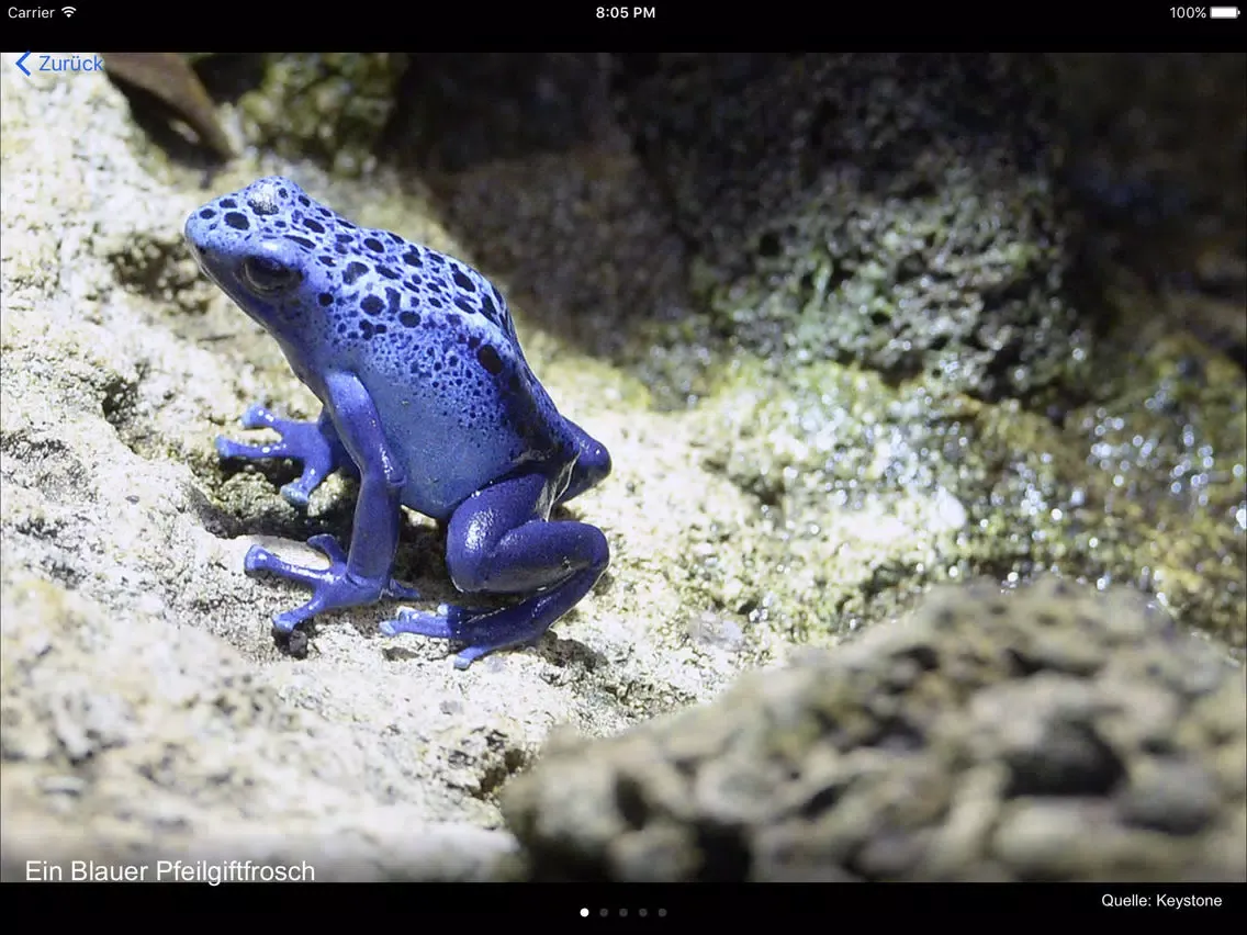 Capturas de pantalla de bz Basel News iPad 