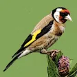 Vogelarten