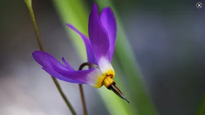 صور Rockies AlpineFlower Finder – a field guide to identify the wildflowers of the Rocky Mountains