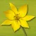 Wildflower Finder Switzerland