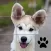 Slider Dog