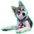 Alaskan Klee Kai