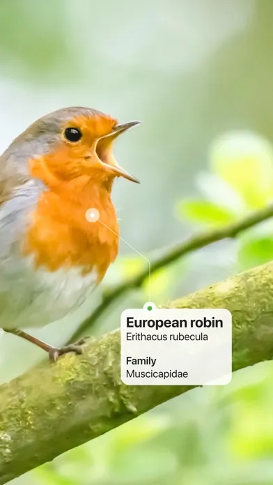 Zrzuty ekranu Picture Bird: Birds identifier