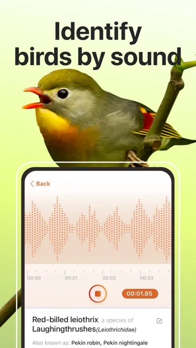 Zrzuty ekranu Picture Bird: Birds identifier
