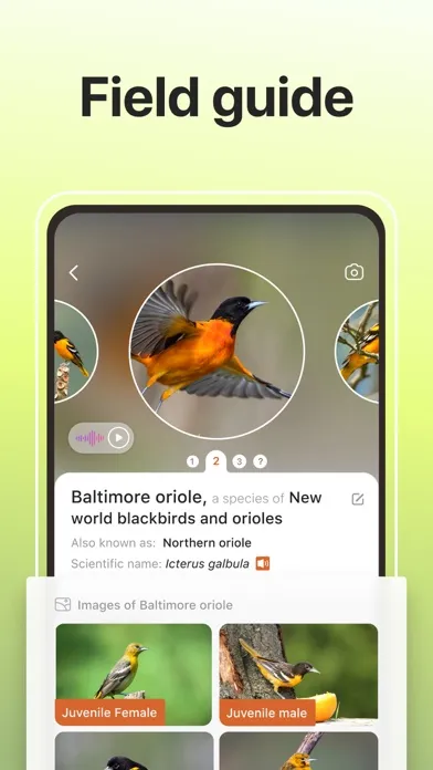 Zrzuty ekranu Picture Bird: Birds identifier