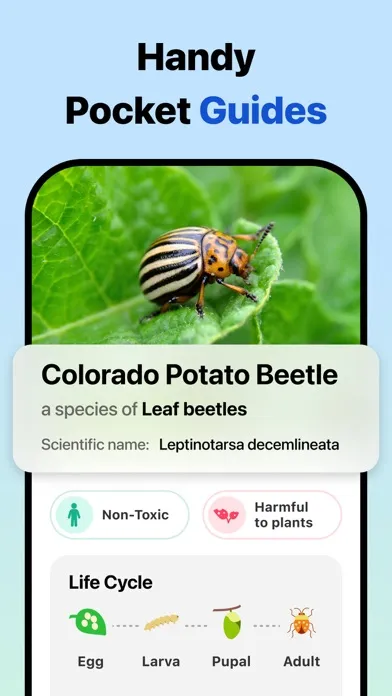 Picture Insect: Bug Identifier Screenshots