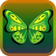 ButterflyLink