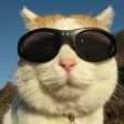 Uncle Cat