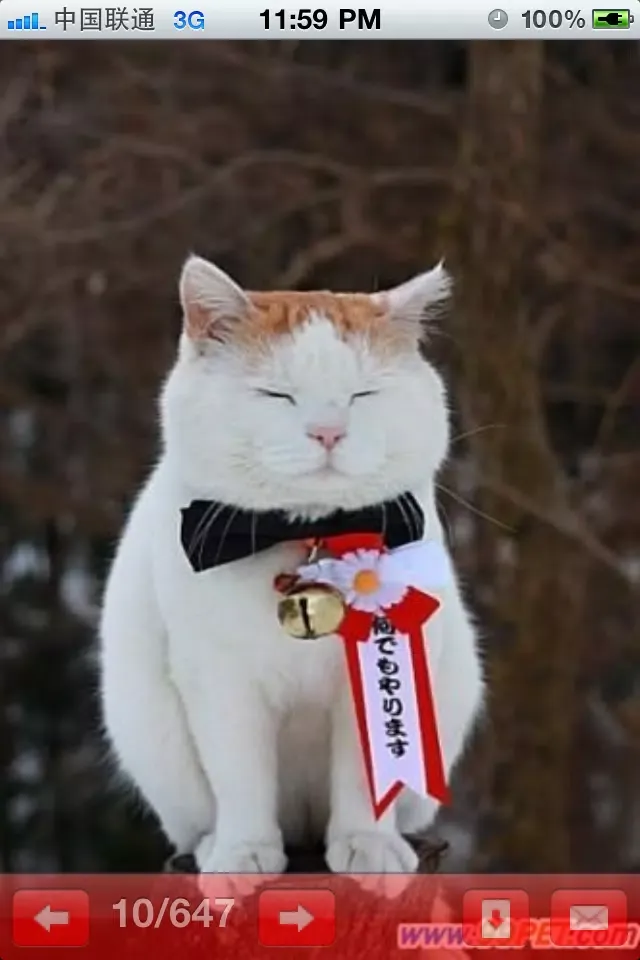 Captures d'écran de Uncle Cat