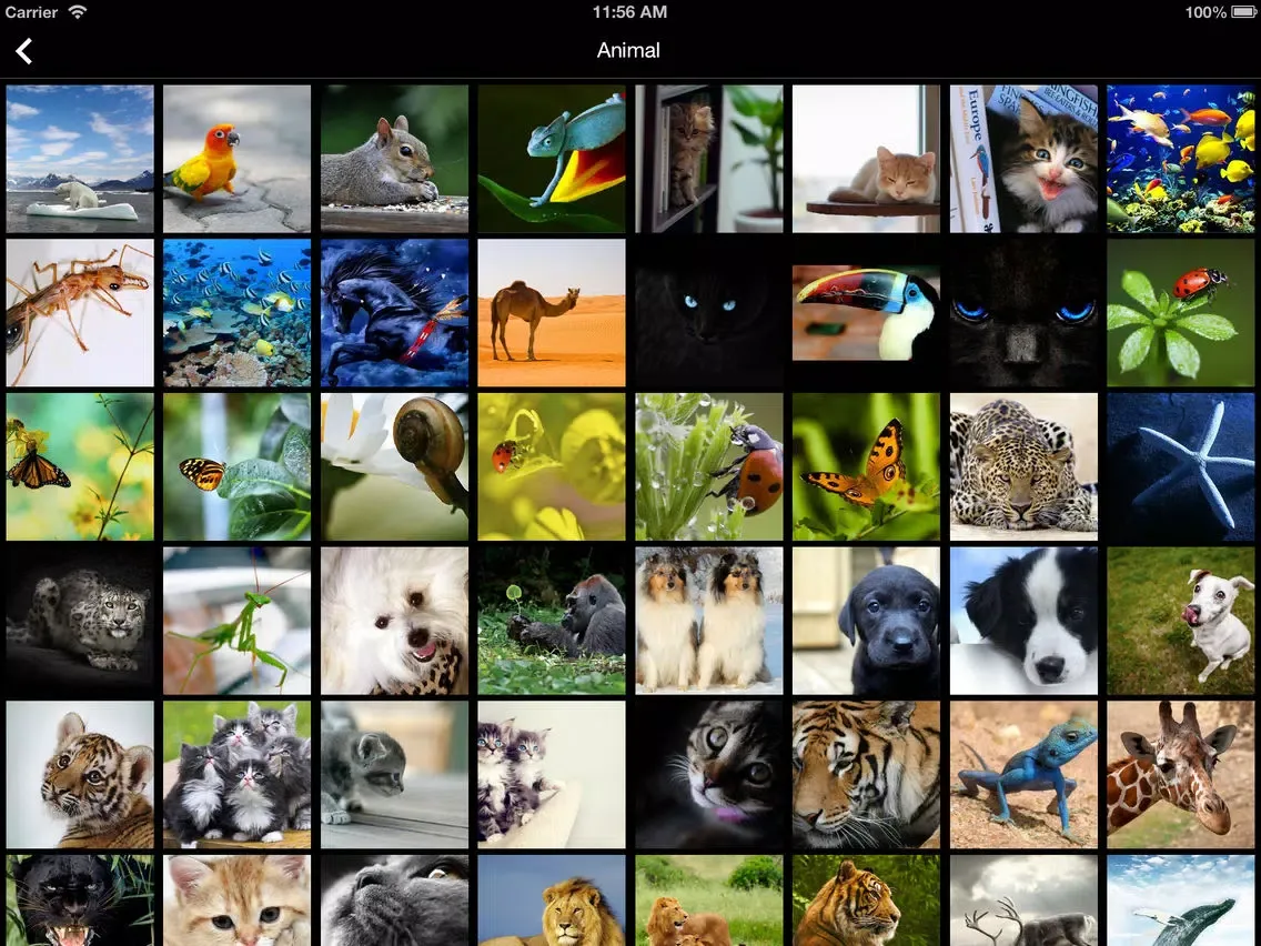 Wallpapers for iPhone 6s/Plus iPad 應用截圖