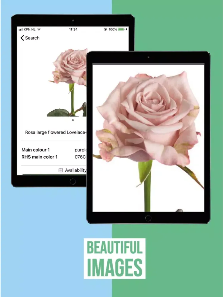 FlowerBook iPad  Ekran Görüntüleri