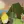 Isle of Healing