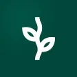The Vine