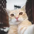 Selfie Cat Camera Selfie Cat Camera