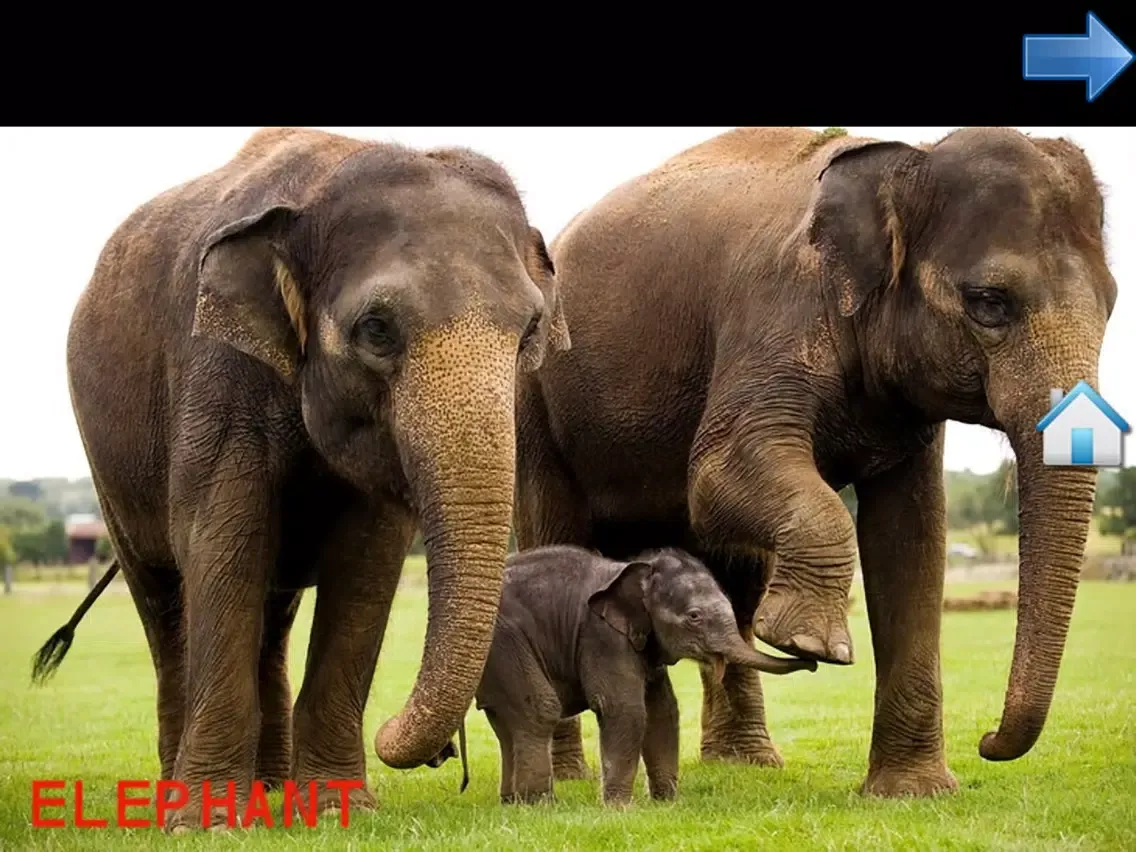 Capturas de tela do The Animal World for Toddlers and Kids iPad 