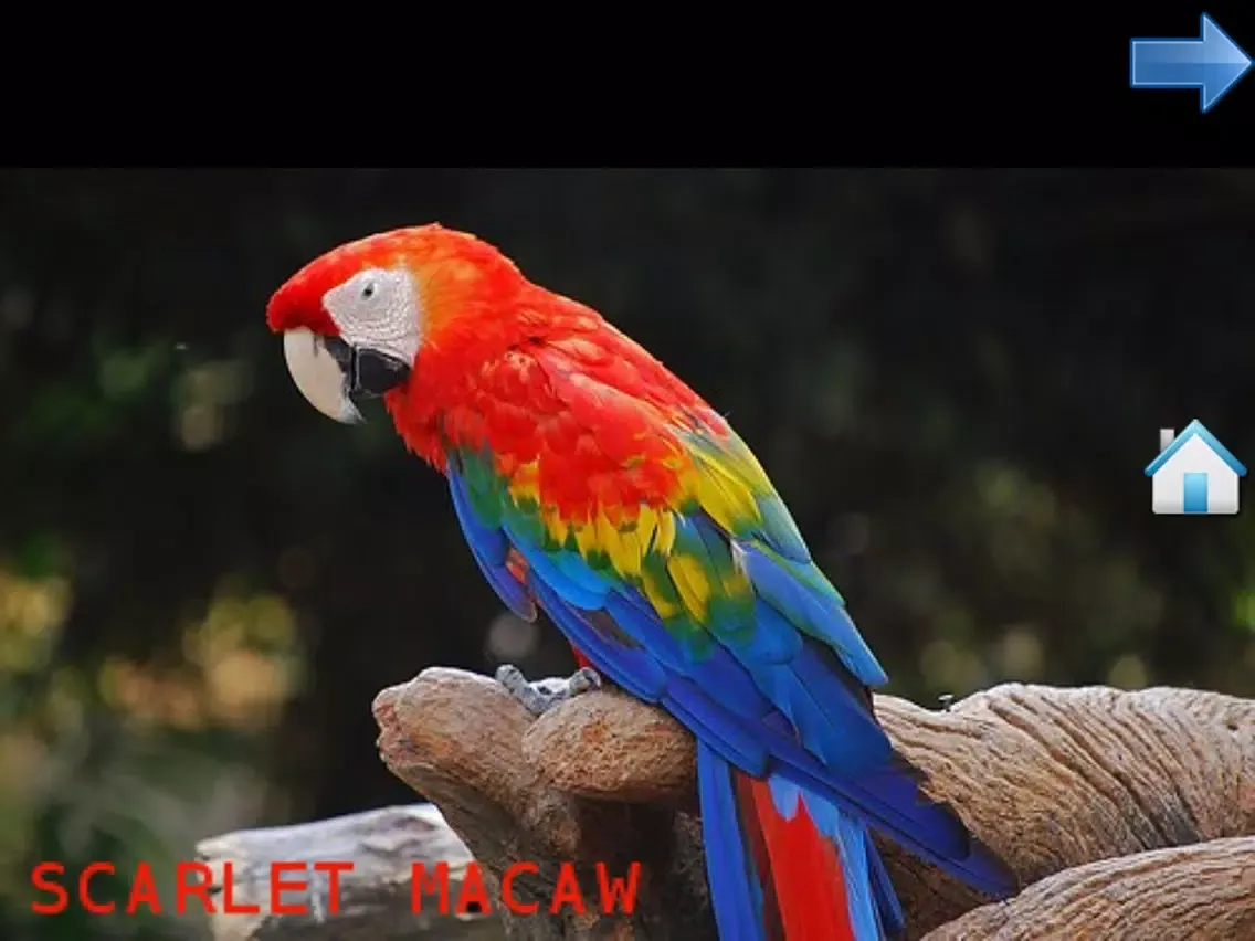 Capturas de tela do The Animal World for Toddlers and Kids iPad 
