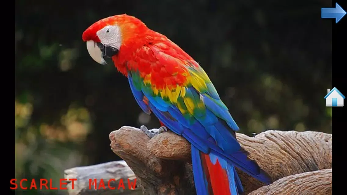 Capturas de tela do The Animal World for Toddlers and Kids