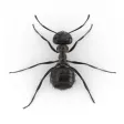 Ants and Bugs - Smash Ants and Bugs - Smash
