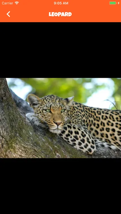 Animal Kingdom (wildlife)应用截图