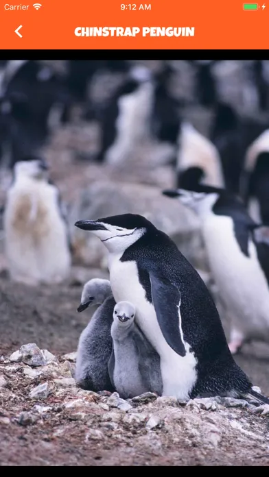 Animal Kingdom (wildlife)应用截图