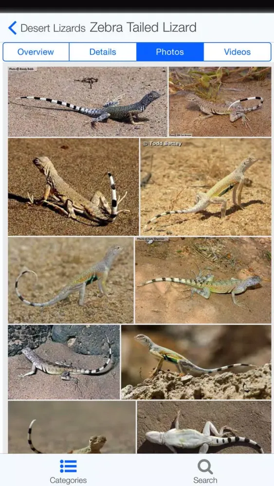 California Reptiles Screenshots