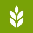 Maydan