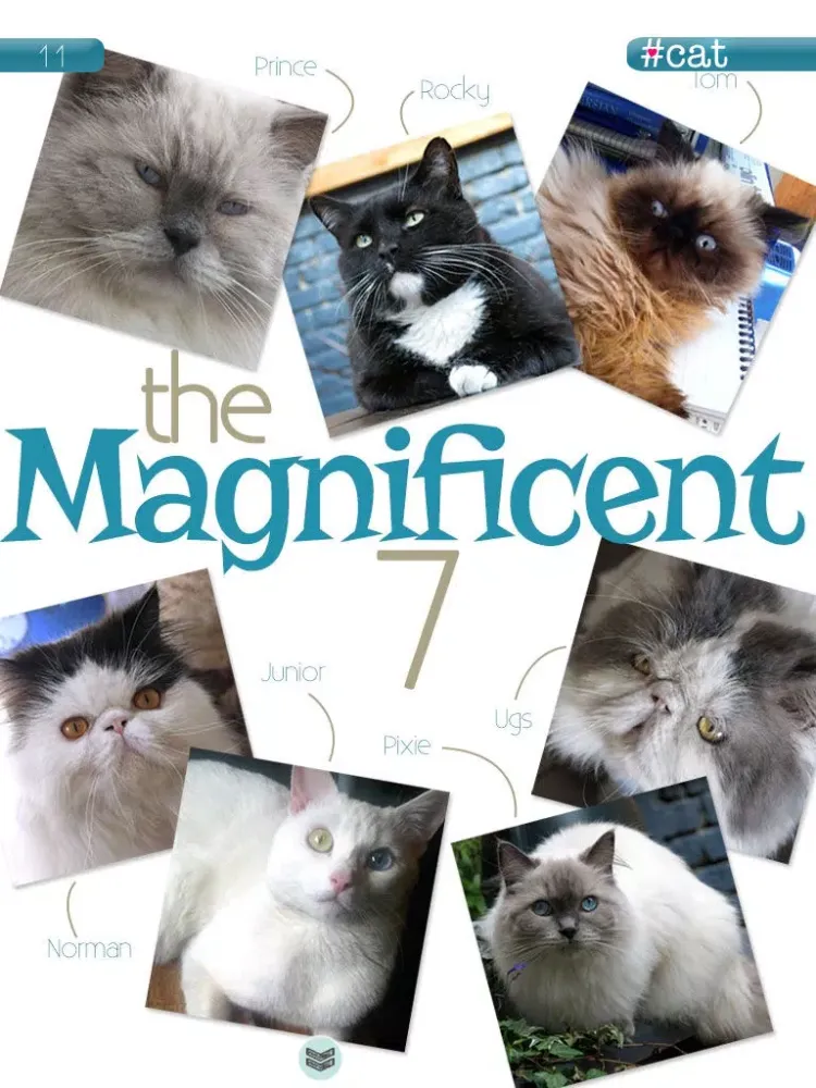 Hashtagcat iPad 應用截圖
