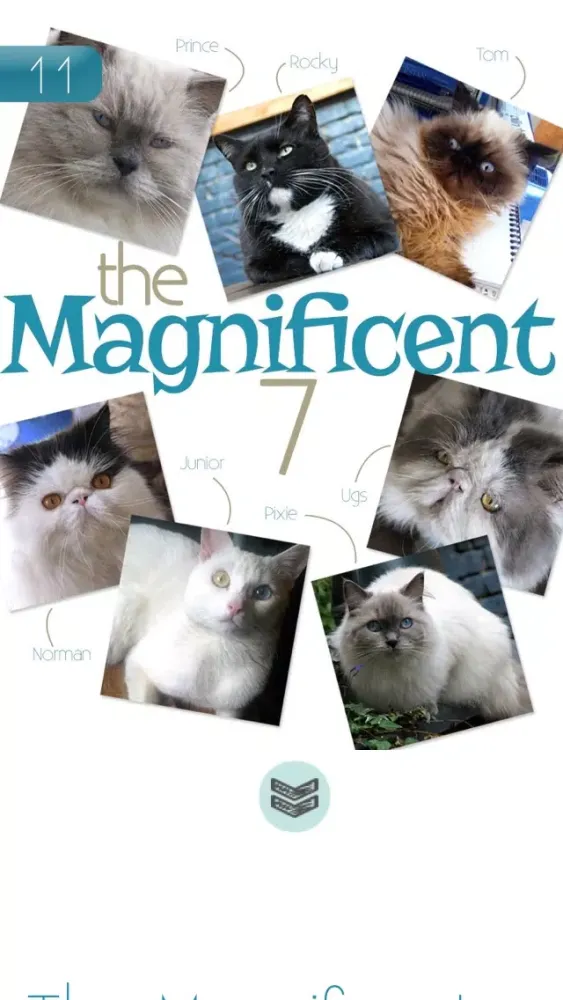 Hashtagcat應用截圖