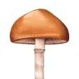 Mushroom Guide - North America Mushroom Guide - North America