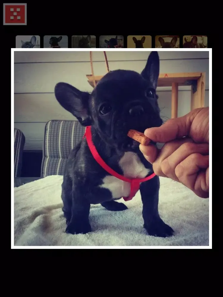 Capturas de tela do Frenchie Family - French Bulldog Pack Builder iPad 