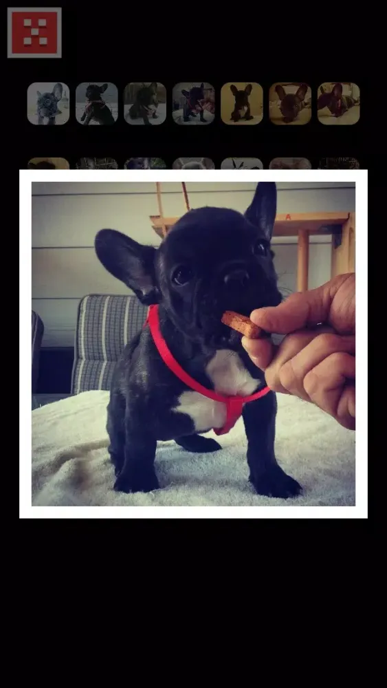 Capturas de tela do Frenchie Family - French Bulldog Pack Builder