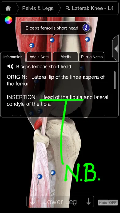 Muscle System Pro III - iPhone Screenshots
