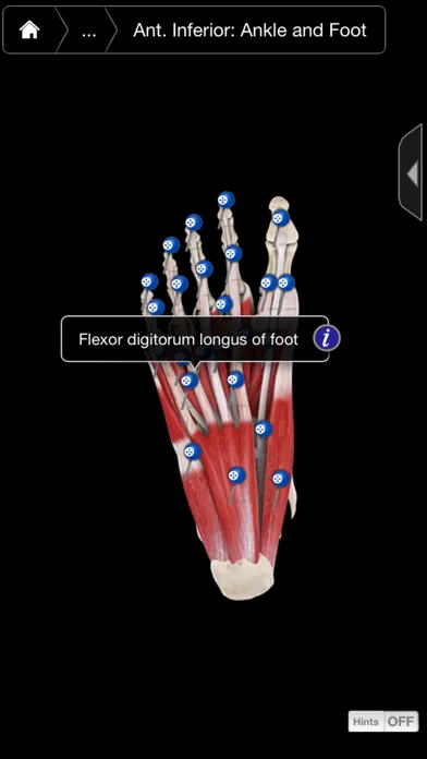 Muscle System Pro III - iPhone Screenshots