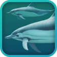 Dolphins 3D Dolphins 3D