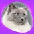 Cats 360