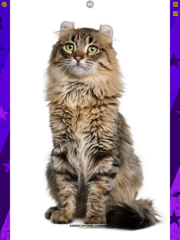 صور Cats 360 iPad 
