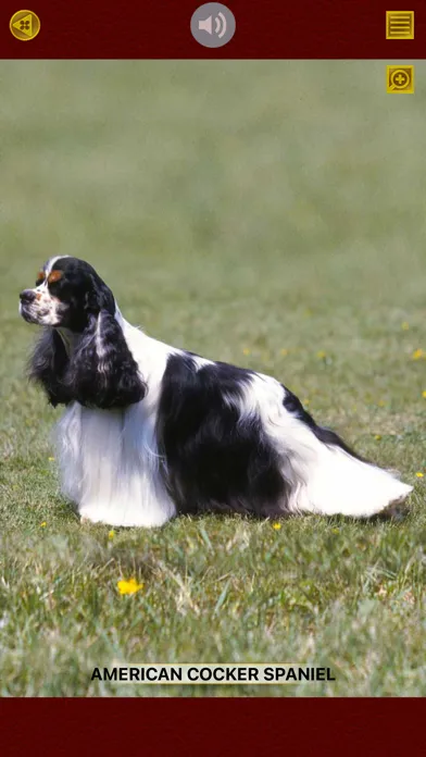 تصاویر My Little Dog Show