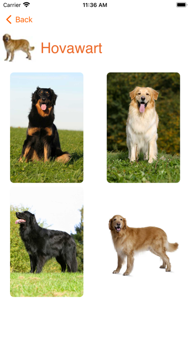 Captures d'écran de Pindolo Dog Lite