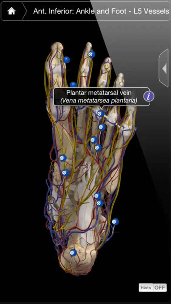 Captures d'écran de Ankle & Foot Pro III