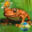 Amazing Amphibians Amazing Amphibians